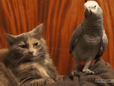 chanel parrot gif|chanel the parrot funny.